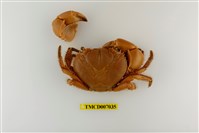 藏品(光手酋婦蟹)的圖片